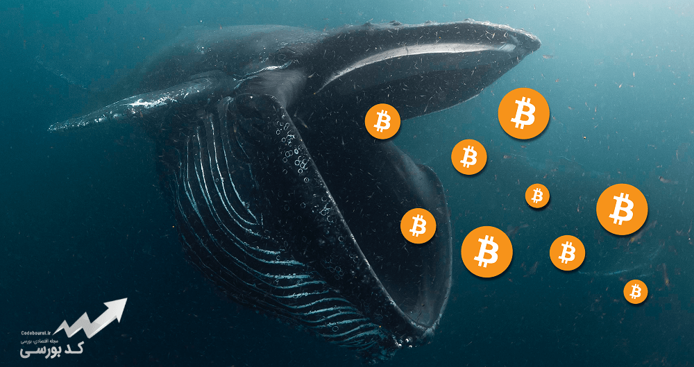 مفهوم نهنگ در بازار ارز دیجیتال